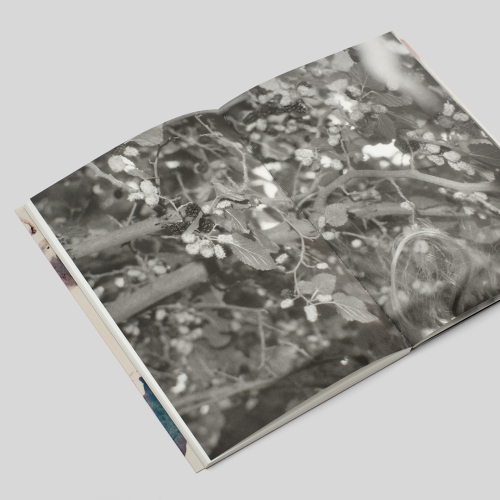 Я їду додому їсти шовковицю з дерева. Катя Лесів